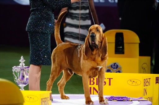 a dog standing on top of a purple table.