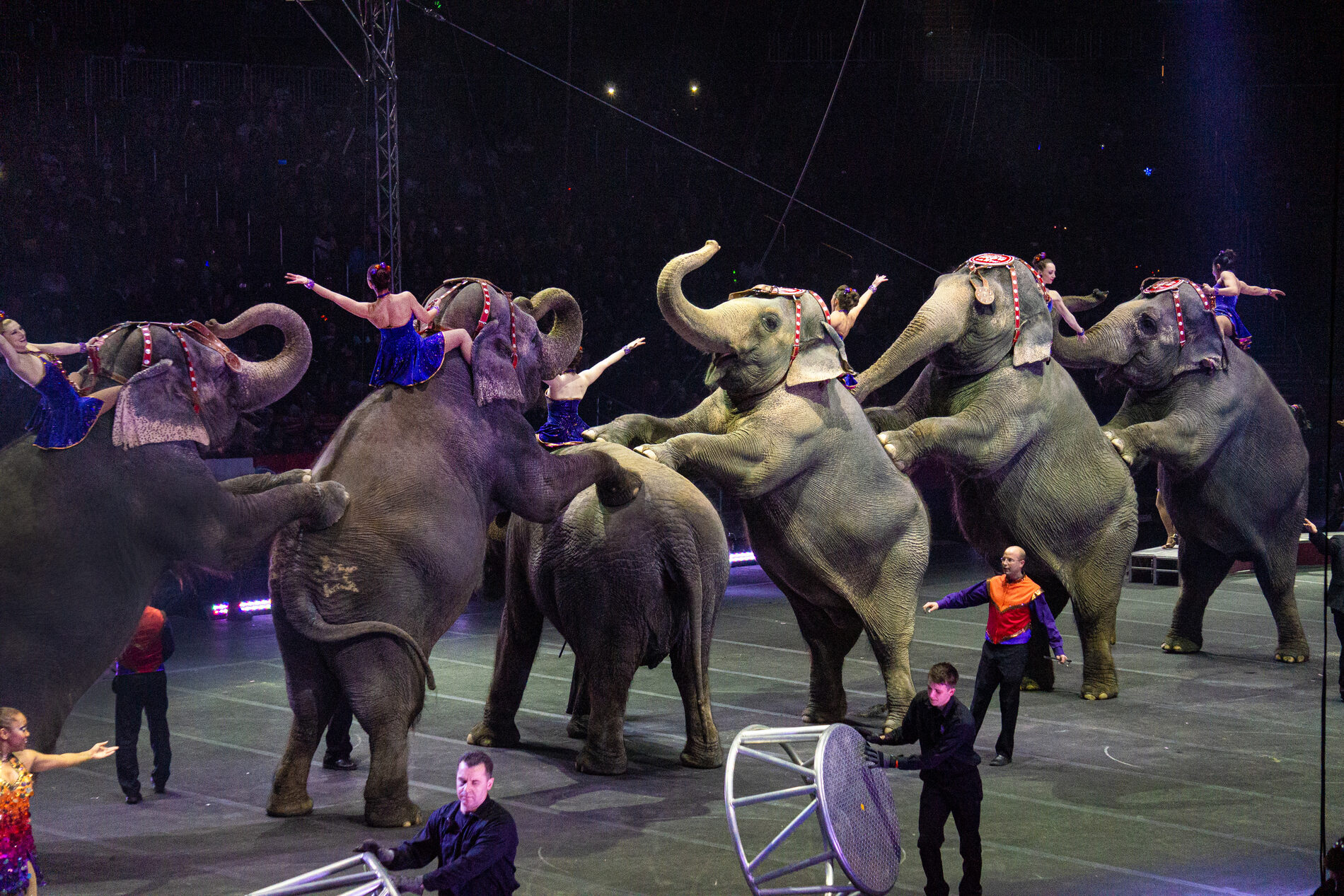 Six elephants in the circus resting their front two feet on the back of elephant nearest to them in formation, performers posing on their upper backs.