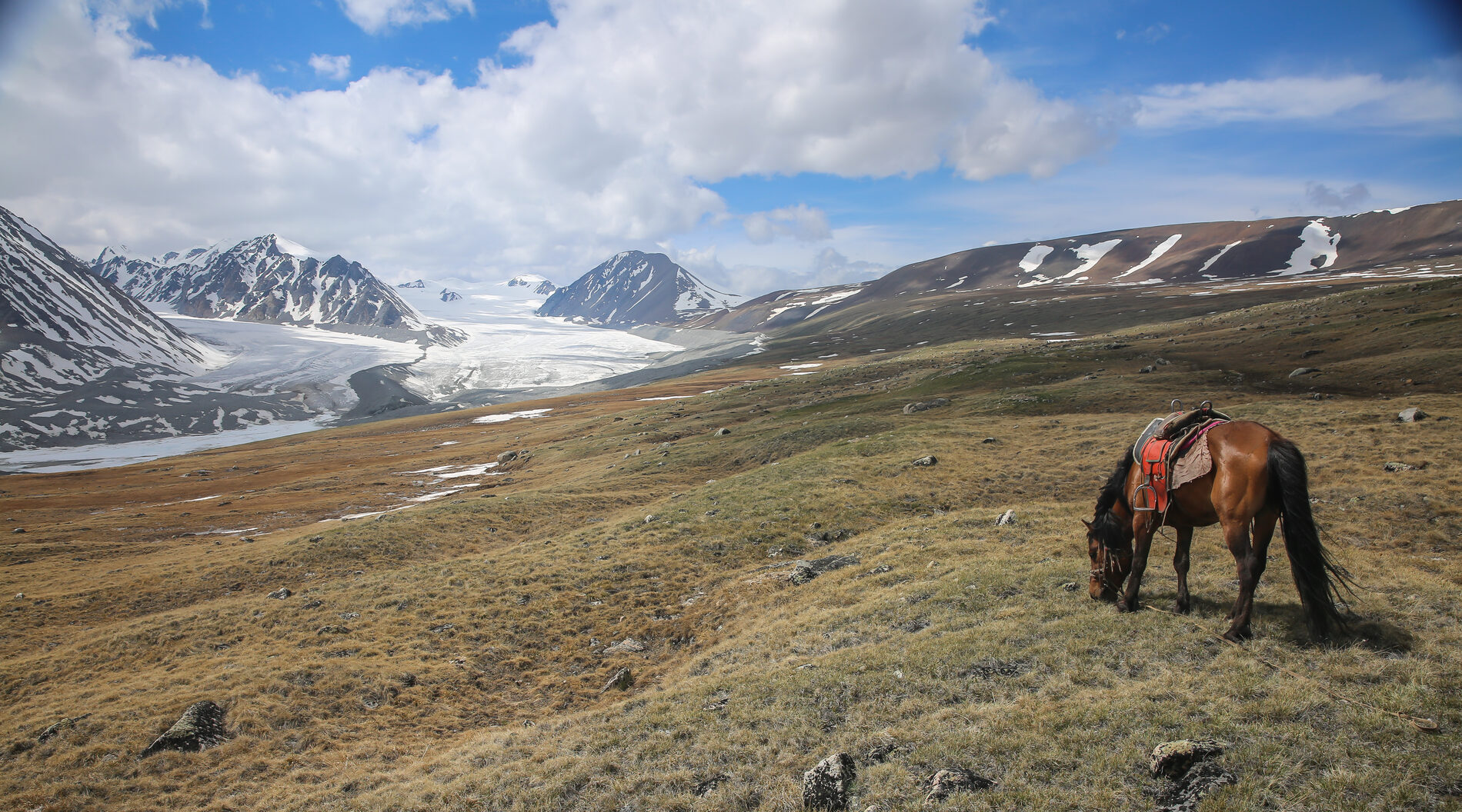 A horse with a saddle grazing in a grassy field infront of a snowy, mountainous landscape.