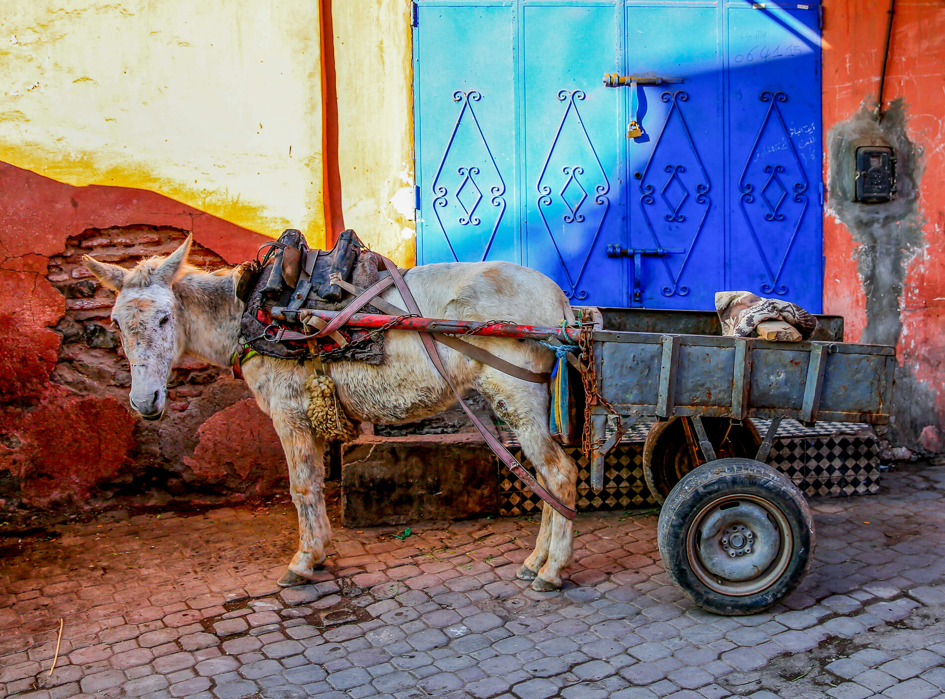 A mule with patchy, light fur attatched to a cart in front of a blue door on a cobblestone street.