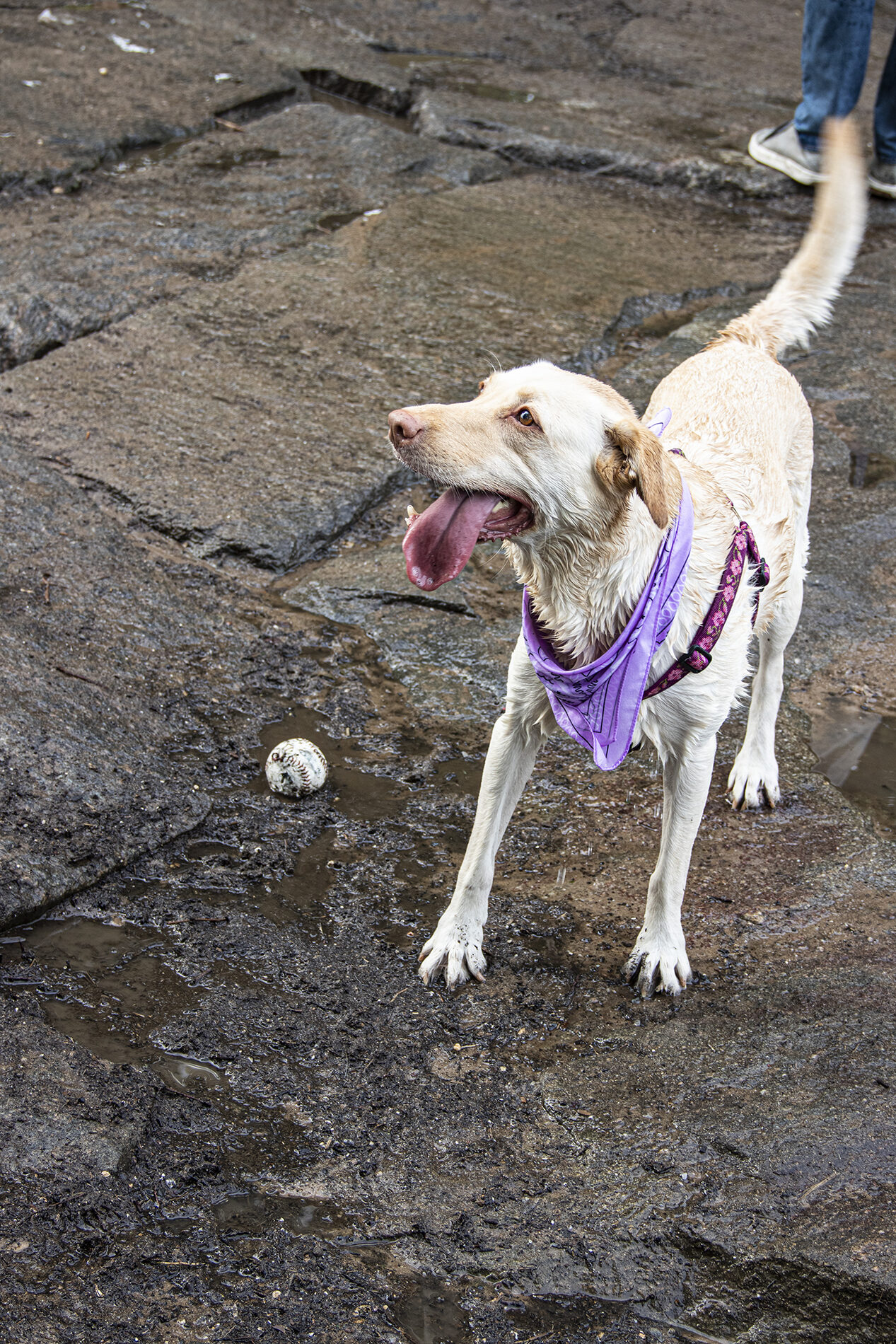 A damp dog wearing a purple bandana on some muddy rocks, a baseball in a puddle to its side.