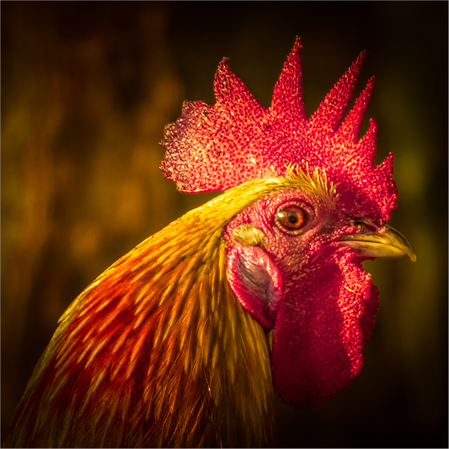 Close-up on the profile of a red and yellow rooster's head.
