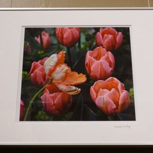 Amazing Tulips by Anne-Marie Dannenberg in a white frame.