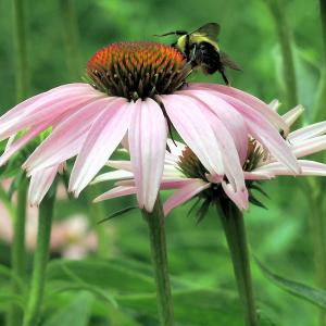 A bee sits on top of a pink flower.