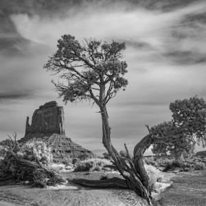 A black and white photo of a tree in a desert.