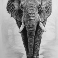 A pencil drawing of an elephant with tusks.
