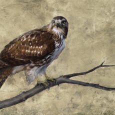 A painting of a red tailed hawk perched on a branch.